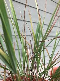 This video tutorial shows how to grow your own lemongrass in pots. Growing Lemon Grass Organic Gardening Growing Organic