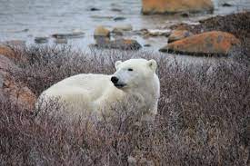 The great white bear is the undisputed king of the arctic. Manitoba Town Learns To Coexist With Polar Bears Thanks To Radar And Unlocked Car Doors Cbc Radio