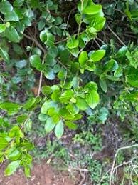 Image result for Acokanthera schimperi