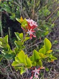 Image result for Carissa spinarum