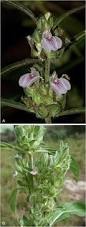 Image result for Pogonospermum attenuifolium
