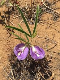 Image result for Clitoria kaessneri