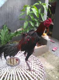 Hasil gambar untuk AYAM BIRMA PUKUL SARAF