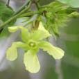 Image result for Neoboutonia macrocalyx