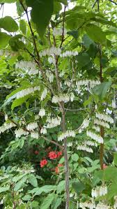 Image result for Laportea ovalifolia