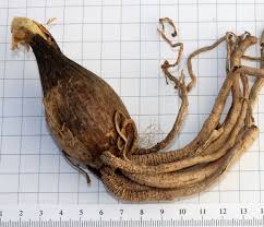 Image result for Ammocharis baumii