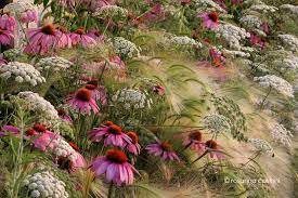 Gorgeous Combination Of Echinacea Ammi Majus And Hordeum Jubatum Prairie Garden Most Beautiful Gardens Plants