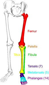 Bone contusions, osteonecrosis, marrow edema syndromes, and stress > fractures) > infections of bone, joint, or soft slices must be sufficient to cover the whole lower leg anterior to posterior. 6 The Appendicular Skeleton Medicine Libretexts