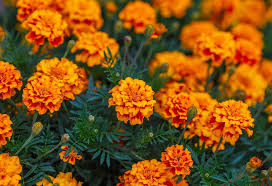 10 Puja Flowers That Can Be Offered To God Do you like flowers as a gift?