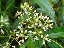 Image result for Aidia micrantha