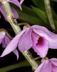 Image result for Eggelingia clavata