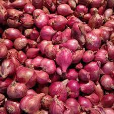 Mau cepat untung dari budidaya bawang merah? Fresh Indonesian Shallot Bawang Merah Whatsapp 628164808994 Buy Shallot Fresh Indonesian Shallot Fried Shallot Product On Alibaba Com