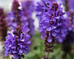 Autumn sage is a perennial, shrubby salvia plant that blooms with hot pink flowers from summer through early fall. Salvia Plants Growing And Caring For Salvia In Your Garden Hgtv