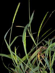 Image result for Anthephora