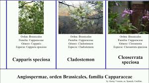 Image result for Cladostemon