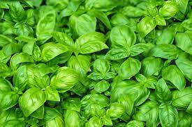 For example, basil means love, mint means virtue and rosemary symbolizes some herbs have beautiful flowers and scents but can also be toxic. 8 Herbs That Symbolize Love And Romance