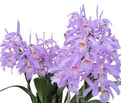 Image result for Limosella maior