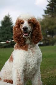 Black And White Tuxedo Standard Poodle Pin On Standard Style