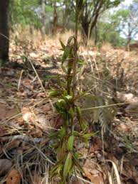 Image result for Eulophia norlindhii