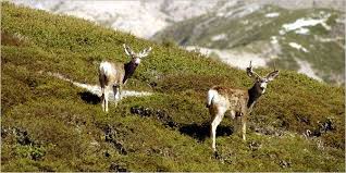 However, if you want the real deal my husband and i spent an incomparable 3 days camping on santa rosa island, among the channel. A Multipronged Tussle Over The Fate Of Herds Living In An Island Park The New York Times