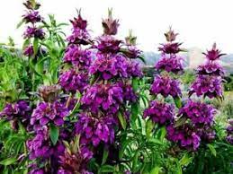 Attractive flowers attracts pollinators colorful defines paths wildlife food source dimensions: 10 Native Tennessee Plants For Your Garden The Heritage