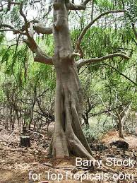 Image result for Monodora stenopetala
