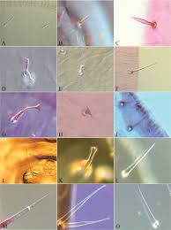 Image result for Embelia welwitschii