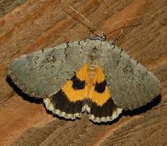 Image result for Catocala electa