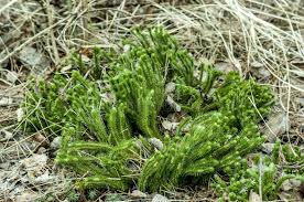 Image result for Lycopodium clavatum