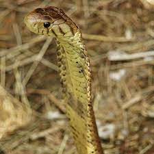 Forest Cobra From Zambia Naja Subfulva Zambia Cobra African