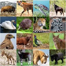 This bird can also be known as the caracara plancus in another name. National Animals Iv Quiz By Palmtree