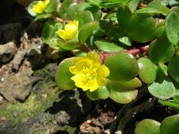 غليشوما هيديراسيا 'فاريغاتا،' يباع لاستخدام المناظر الطبيعية). Portulaca Lutea Wikipedia