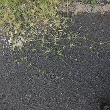 Image result for Sporobolus spicatus