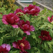 The peony gardens has been selling herbaceous and tree peonies to the new zealand public and to australia, america and europe for years. Tree Peony Kronos Garden Express