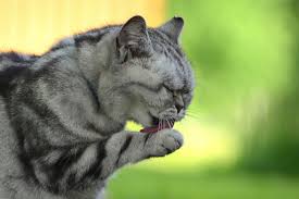 Den tierlieben eine sinnvolle antwort auf joergenslands frage erhofft. Wenn Die Katze Kotzt Was Tun Frag Mutti