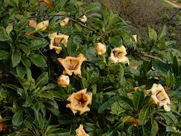 Image result for Solandra maxima