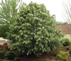 Image result for Searsia tomentosa