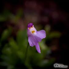 Image result for Utricularia welwitschii