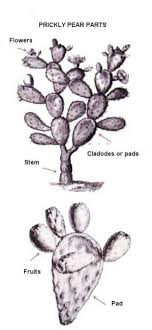 Prickly pear cactus is grown by planting a prickly pear seed in a cactus patch, requiring level 76 farming. Prickly Pear Seed Oil And The Skin The School Of Aromatic Studies Prickly Pear Soil Texture Parts Of A Plant