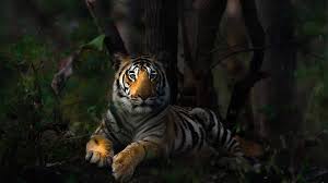 Everything About The Royal Bengal Tiger ...