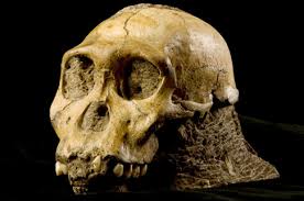 Image result for sterkfontein caves