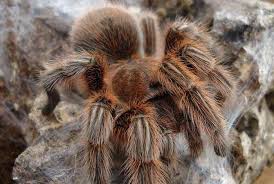 Deschiderea picioarelor ajunge la 30 cm. PÄianjenii Care Pot TrÄi In CasÄ CaÈi PÄianjeni TrÄiesc Durata De ViaÈÄ A Diferitelor Tipuri De PÄianjeni