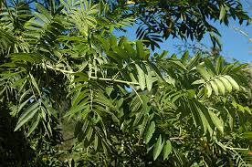 Image result for Nicolasia stenoptera