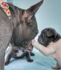 Maybe you would like to learn more about one of these? Carolina Blue Frenchies Charlotte Nc