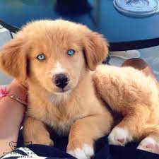 Hugedomains Com Shop For Over 300 000 Premium Domains Golden Retriever Husky Golden Retriever Husky Mix Dogs Golden Retriever