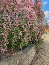 Image result for Escallonia