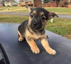 We did not find results for: Chorkie Puppy For Sale In Knoxville Tn Adn 57296 On Puppyfinder Com Gender Male Age 12 Weeks Old Chorkie Puppies Chorkie Puppies For Sale Puppies For Sale