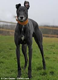 Image result for lurcher dog