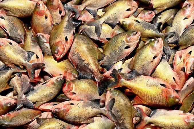 Peixe popular no Brasil entra em risco de extin&ccedil;&atilde;o e pode ter venda proibida