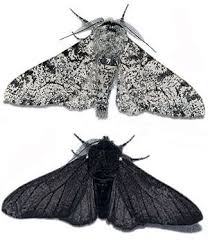 Black And White Spotted Moth Meaning Created Or Evolved Creation Com Peppered Moth Moth Tattoo Cute Moth
